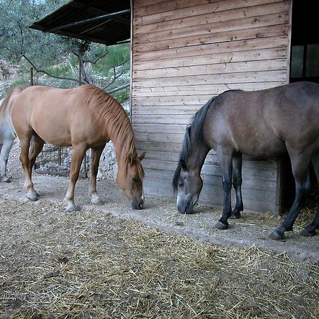 Agriturismo Istrice Innamorato Кампело сул Клитуно Екстериор снимка